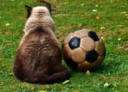 游戏试玩模拟器-利物浦险胜本菲卡，梅西扑点救主亚洲杯